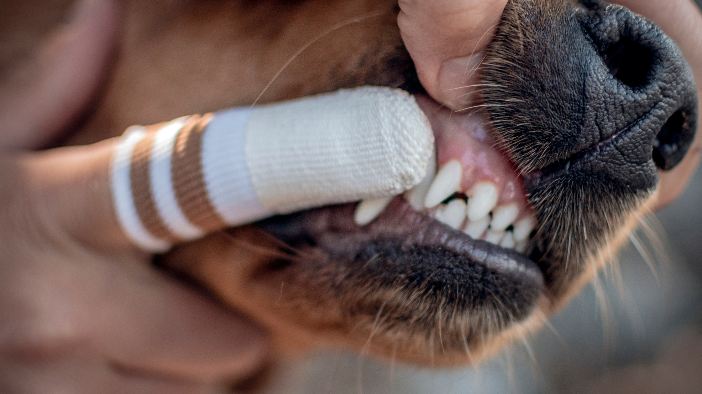 Why the Micro Fleece Dental Cot is Better Than a Toothbrush for Your Dog’s Oral Health