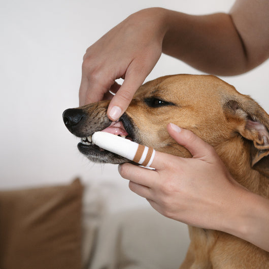 LILA LOVES IT Natural dog teeth cleaning