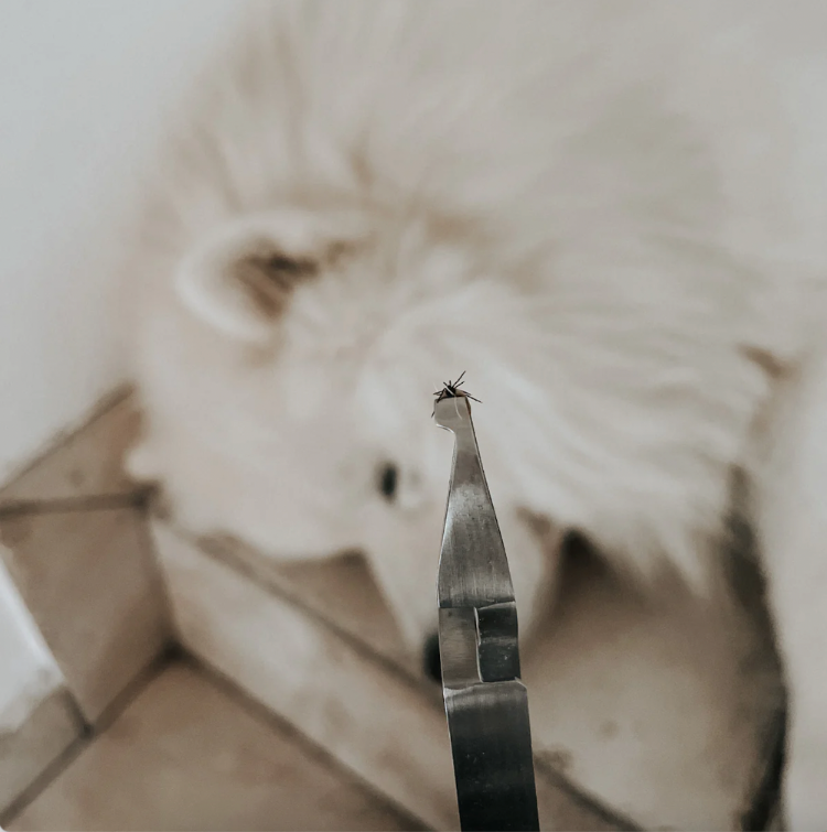 Remove Dog Tick Samoyed